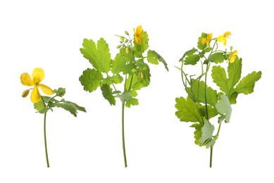 Image of Celandine plants with yellow flowers and green leaves on white background, collage