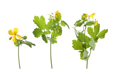 Celandine plants with yellow flowers and green leaves on white background, collage