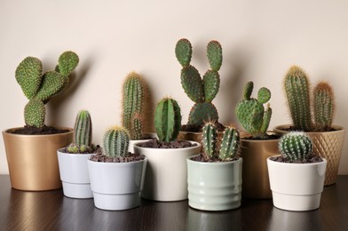 Photo of Many different beautiful cacti on wooden table