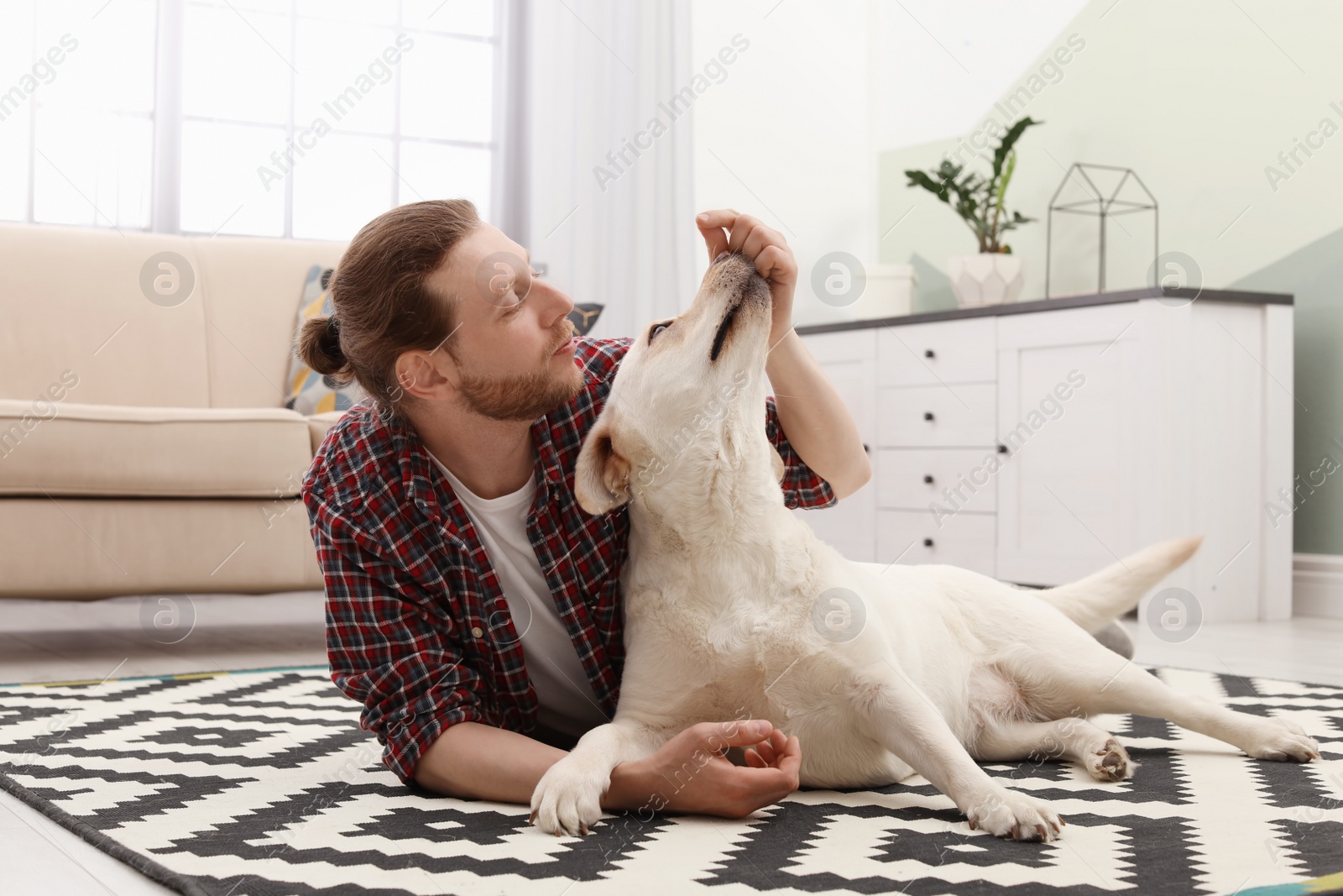 Photo of Adorable yellow labrador retriever with owner at home