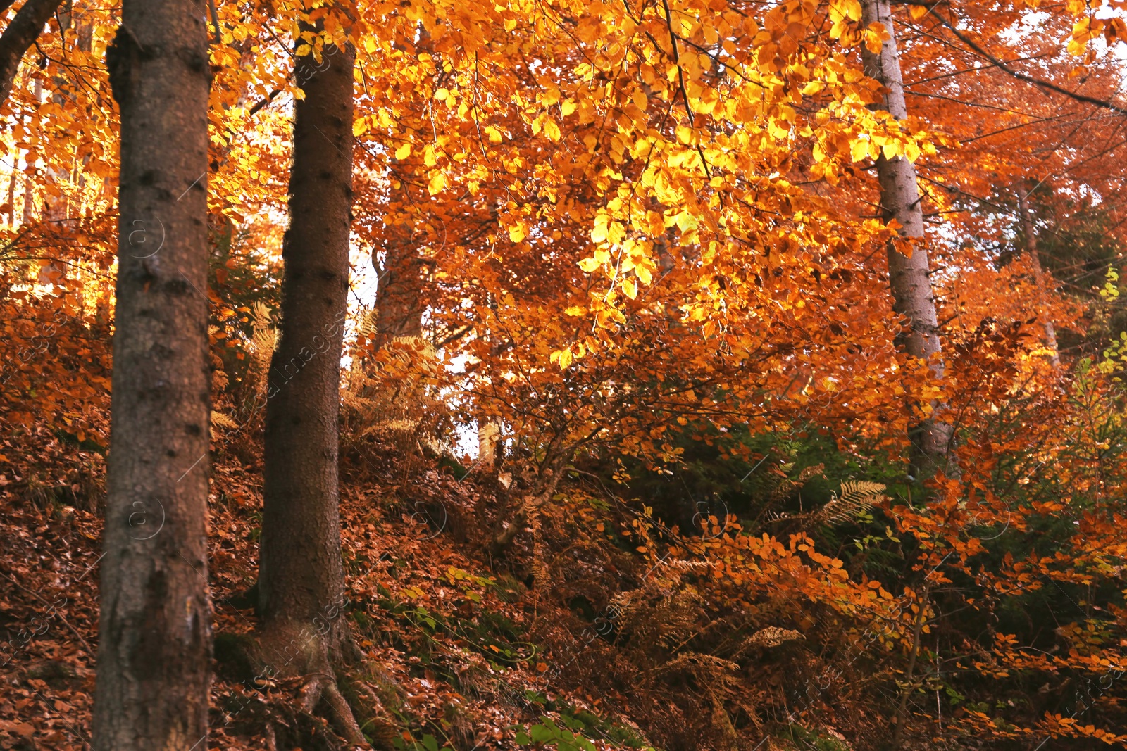 Photo of Beautiful landscape with autumn forest and fallen leaves on ground