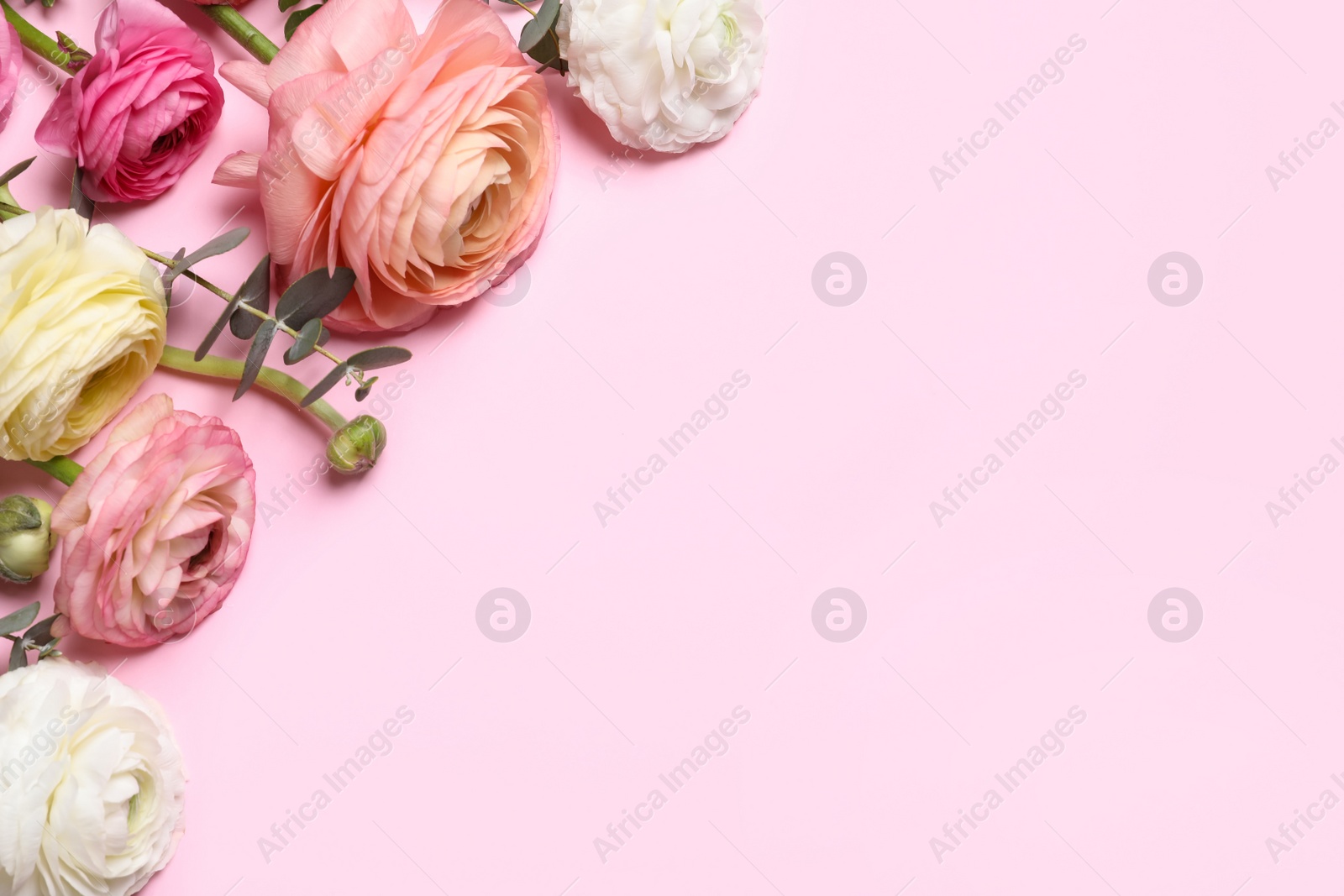 Photo of Beautiful ranunculus flowers on pink background, flat lay. Space for text