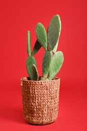 Beautiful cactus on red background. Tropical plant