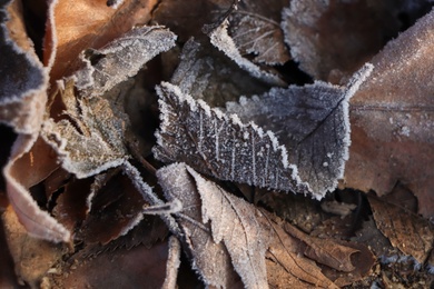 Photo of Dry leaves covered with hoarfrost outdoors on winter morning, closeup