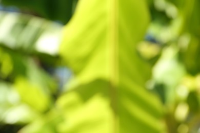 Blurred view of palm tree with lush green leaves
