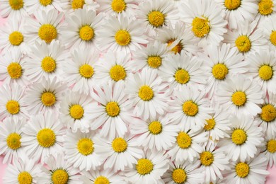 Photo of Closeup of many beautiful daisy flowers as background