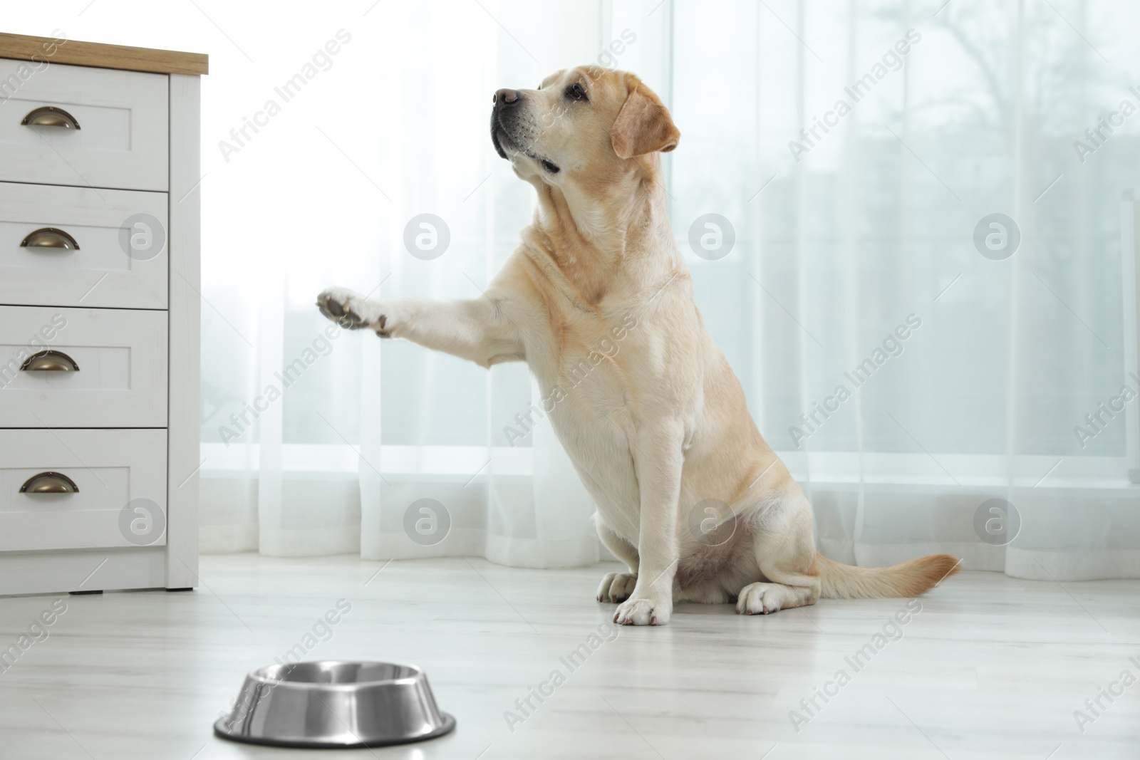 Photo of Yellow labrador retriever giving paw on floor indoors