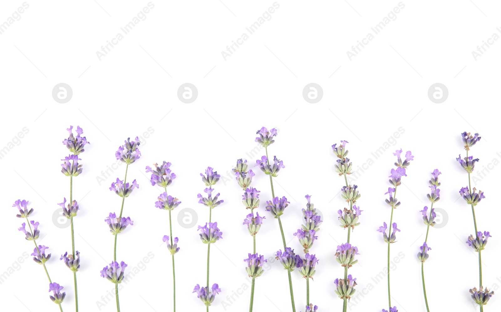 Photo of Beautiful tender lavender flowers on white background, top view