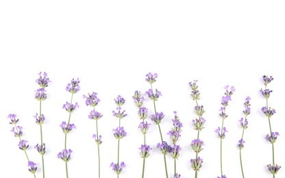 Beautiful tender lavender flowers on white background, top view