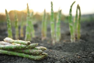 Photo of Pile of fresh asparagus on ground outdoors