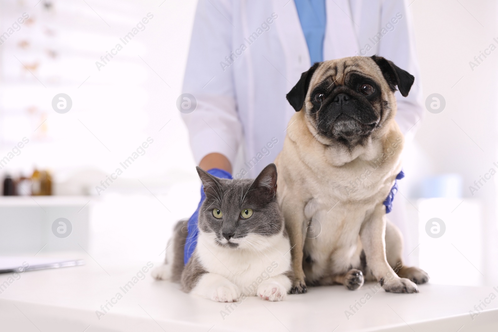 Photo of Veterinarian examining cute pug dog and cat in clinic, closeup. Vaccination day