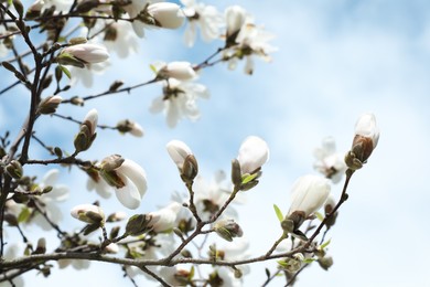 Closeup view of beautiful blossoming magnolia tree against blue sky