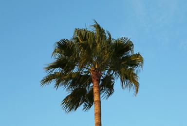 Beautiful palm tree with green leaves against blue sky