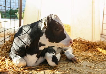 Photo of Pretty little calf on farm. Animal husbandry