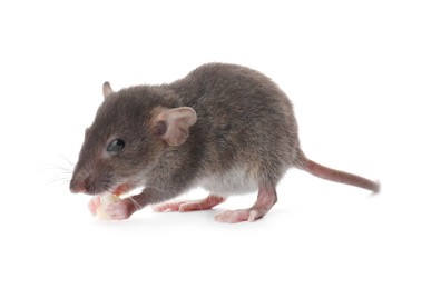 Photo of Small brown rat with piece of cheese on white background