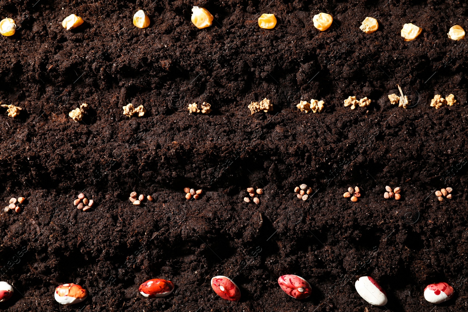 Photo of Different vegetable seeds on fertile soil, flat lay