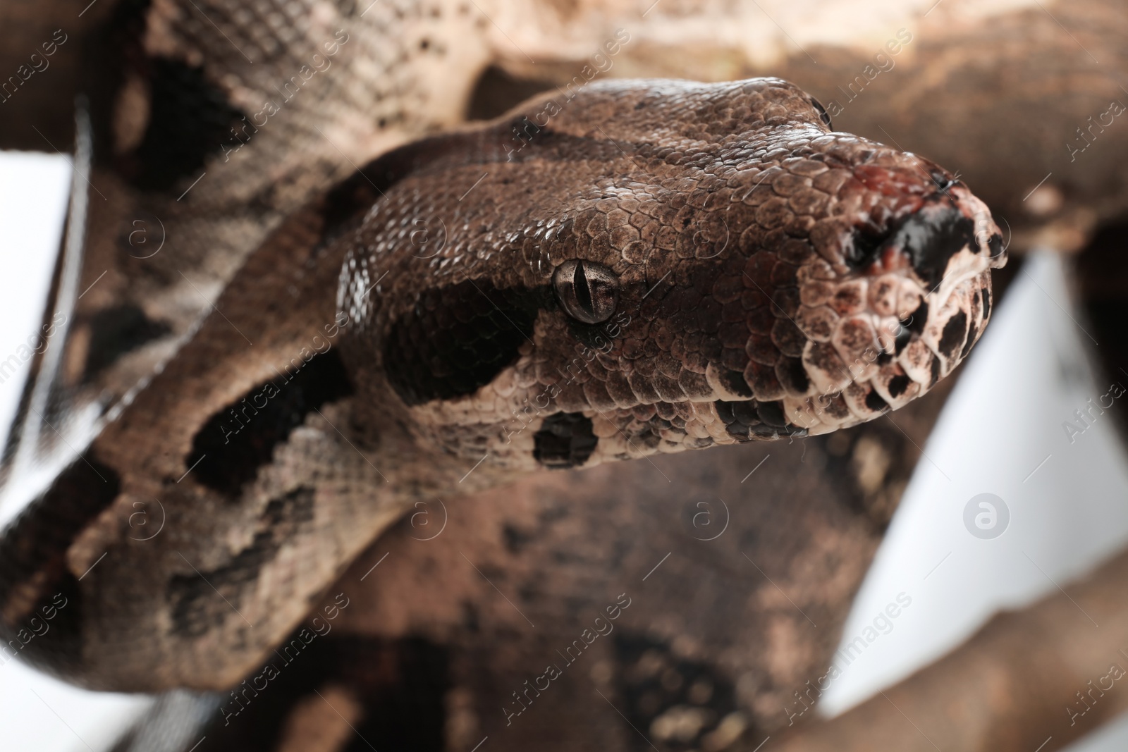 Photo of Brown boa constrictor on tree branch outdoors, closeup