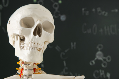 Photo of Artificial human skeleton model against green chalkboard. Space for text
