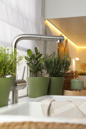 Photo of Different aromatic potted herbs on countertop in kitchen