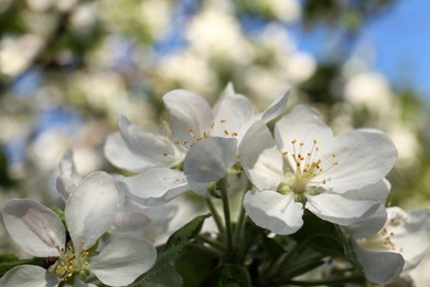 Photo of Apple tree with beautiful blossoms, closeup view. Spring season