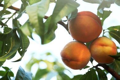 Photo of Fresh ripe peaches on tree in garden