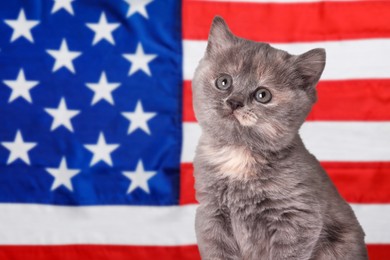 Image of Cute little kitten against national flag of United States of America