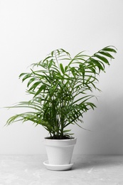 Photo of Beautiful Ravenea rivularis plant in pot on grey marble table. House decor