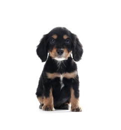 Photo of Cute English Cocker Spaniel puppy on white background