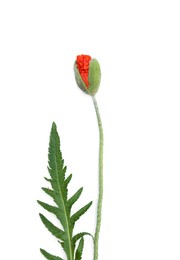 Photo of Beautiful bright red poppy flower on white background, top view