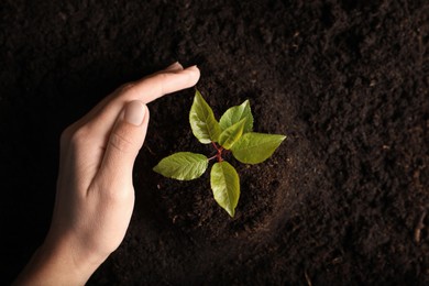 Photo of Woman planting young tree in soil, top view