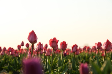 Photo of Field with fresh beautiful tulips. Blooming flowers