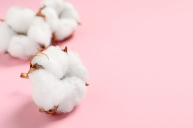 Photo of Beautiful cotton fluffy flowers on pink background, closeup. Space for text