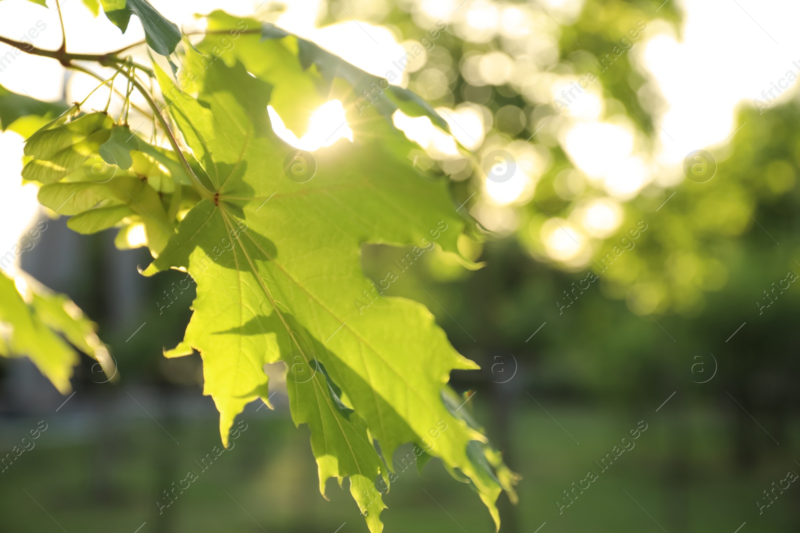 Closeup view of maple tree with young fresh green leaves outdoors on spring day Photo of Closeup view of maple tree with young fresh green leaves outdoors on spring day