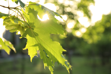 Photo of Closeup view of maple tree with young fresh green leaves outdoors on spring day