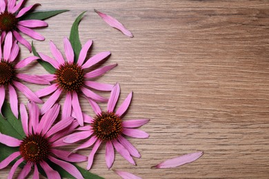 Photo of Beautiful echinacea flowers on wooden table, flat lay. Space for text