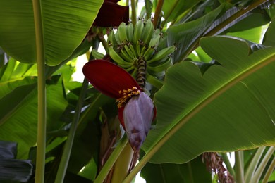 Photo of Tropical plant with green leaves and ripening bananas outdoors