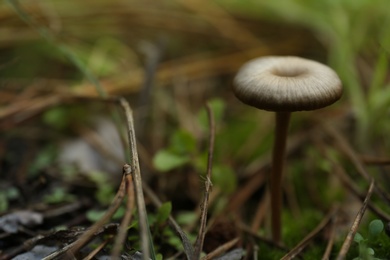 Photo of Mushroom growing in wilderness on autumn day, closeup