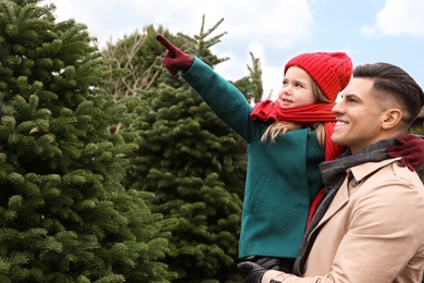 Photo of Father and daughter choosing plants at Christmas tree farm. Space for text