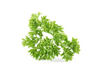 Photo of Fresh green organic parsley on white background