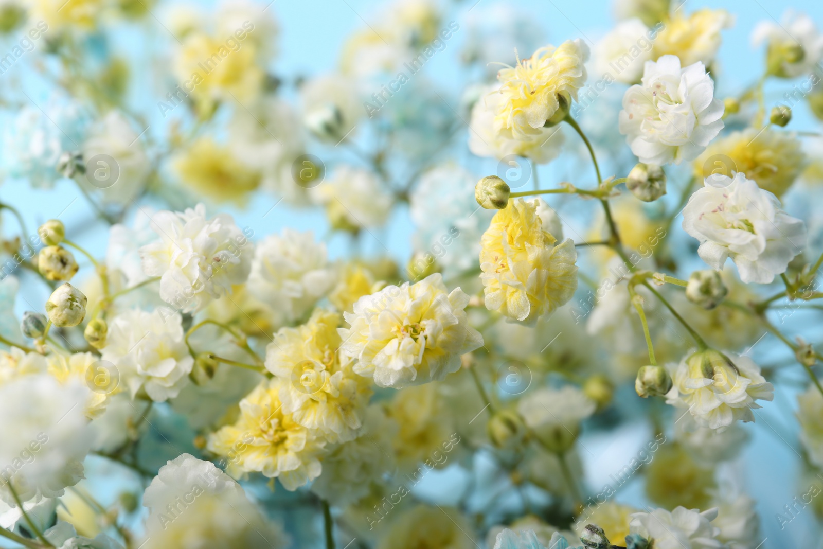 Photo of Beautiful dyed gypsophila flowers on light blue background, closeup