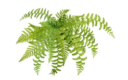 Image of Beautiful tropical fern leaves on white background