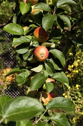 Photo of Fresh and ripe apples on tree branch in garden