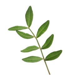 Photo of Branch with fresh green leaves isolated on white