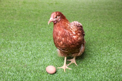 Beautiful chicken with egg on green grass