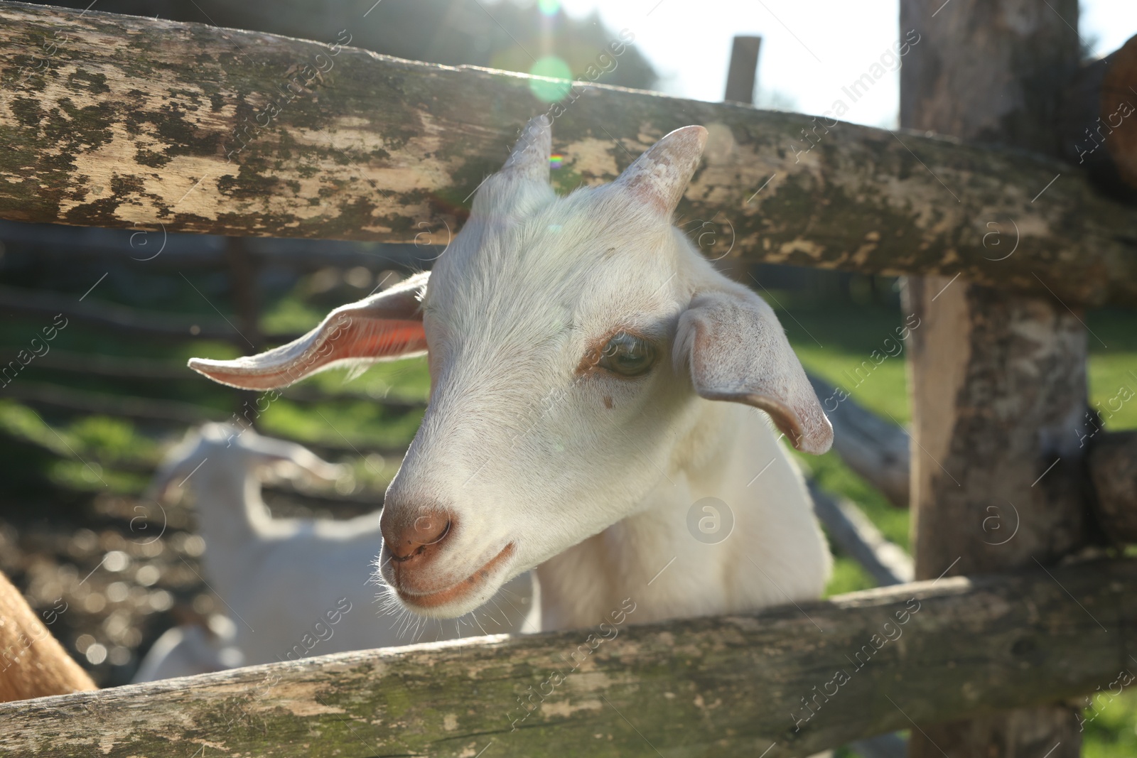 Photo of Cute goat inside of paddock at farm