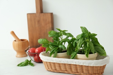 Fresh green basil in pots on white countertop in kitchen