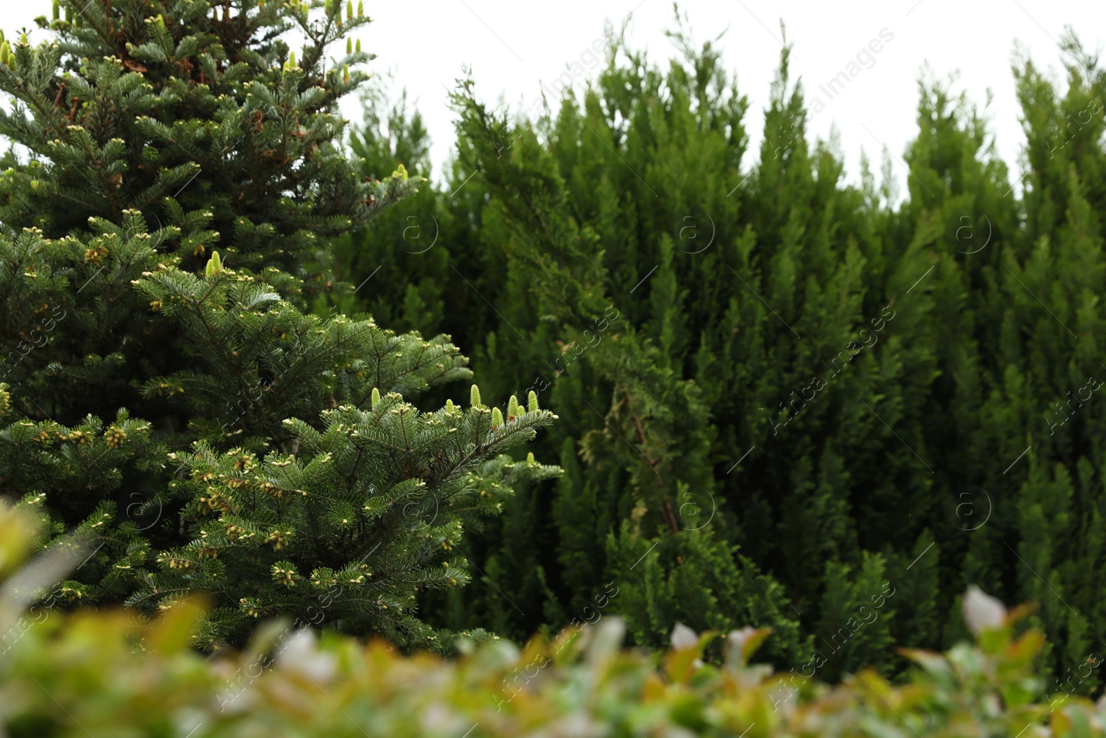 Photo of Beautiful conifer tree with small cones outdoors. Space for text