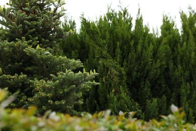 Beautiful conifer tree with small cones outdoors. Space for text