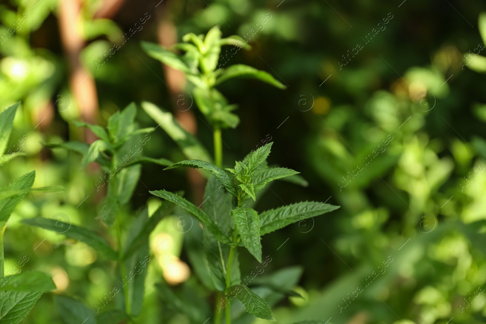 Photo of Beautiful mint with lush green leaves growing outdoors, closeup