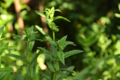 Photo of Beautiful mint with lush green leaves growing outdoors, closeup